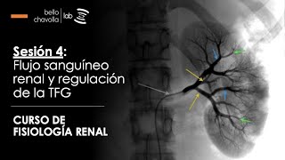 Flujo sanguíneo renal y regulación de la filtración glomerular [upl. by Parthinia]