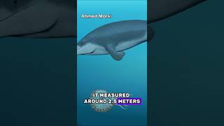 5 Smallest Whale Species In The World [upl. by Nowad118]