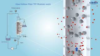 Cobetter Hollow Fiber TFF Modules [upl. by Mallis832]