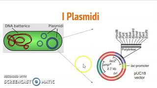 Plasmidi per il DNA ricombinante [upl. by Gregor]