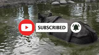 Rhino farts in Zoo Dierenrijk Mierlo [upl. by Enitsugua161]