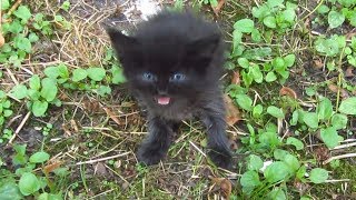 Baby kitten meow very loud on the street [upl. by Burris]