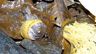 Snail Gets Eaten By Flatworm [upl. by Assilrac]