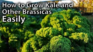 How to Grow Kale and Other Brassicas from Seed  Easy Guide [upl. by Hilly12]