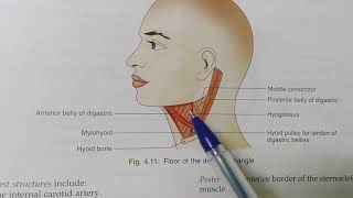 ANTERIOR TRIANGLE OF THE NECKNOTESBDCHAURASIAHEADNECK AND BRAIN ANATOMY [upl. by Yenttirb855]