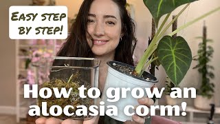 How to Root and Grow an Alocasia from a CORM  Easy StepbyStep Process [upl. by Ynohtnacram]