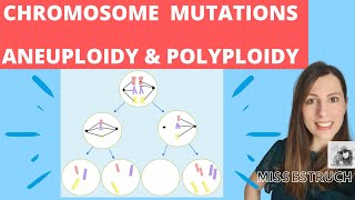 CHROMOSOME mutations  A level biology Nondisjunction in meiosis Aneuploidy amp polyploidy [upl. by Gnok69]