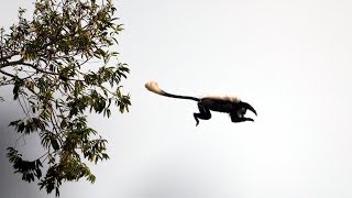 Eager Chimps First Monkey Hunt  BBC Earth [upl. by Haleeuqa]