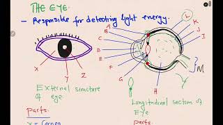 BIOLOGY THE SENSE ORGANS  THE EYE SUMMARISED [upl. by Krahling]