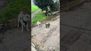 Jug vs cat puppy jug jackrussell pugandplay kitten doglover doglife [upl. by Joel]