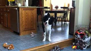 Karl The Smart Border Collie [upl. by Namad]