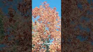 Fall time abroad viewers france OFW pinoy fall trees [upl. by Atews]