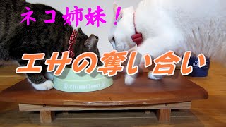 Cats fighting over food ネコエサの奪い合い ！ [upl. by Asilrak]