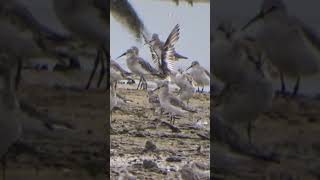 Welcome Migratory Birds mangrove birds migratorybirds nature wildlife [upl. by Enelcaj974]