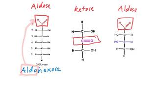 Aldose vs Ketose [upl. by Fishbein]