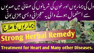 یوفوربیا ہرٹا دل کی بیماریوں کا حیرت انگیز علاج  Euphorbia Hirta Benefits for Heart Health in Urdu [upl. by Enixam392]