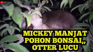 Malam hari Mickey otter yang sangat lucu manjat pohon bonsai [upl. by Kathye]