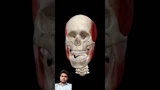 neet skeletal skeletalsystem animation doctor anatomy humananatomy humanbody [upl. by Wye]