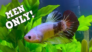 The Perfect Betta Tank For Men The Manly Betta Tank [upl. by Ille]