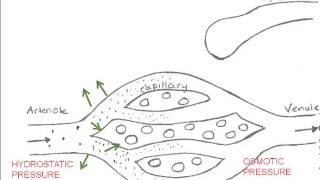 Capillary Fluid Exchange [upl. by Adiehsar]