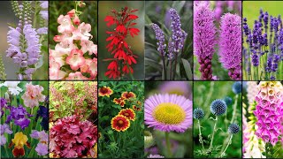 PERENNIAL PLANTS VARIETIES  Plants Weekly [upl. by Tnemelc571]