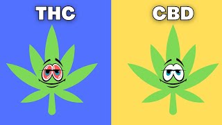 THC vs CBD  Whats the difference [upl. by Dumanian981]