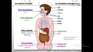 Biologie EB8 chapitre 1activite 3 reponse immunitaire non specifiqueles barrieres naturelles [upl. by Driscoll]