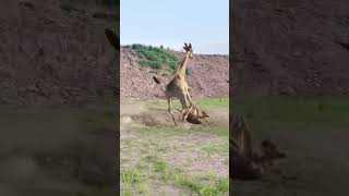 Giraffe Vs Lion 300 Rounds Of Animal Battles shorts [upl. by Aicil51]