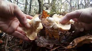 Cantharellus cibarius and Hydnum repandum in december  Day 9 2023 [upl. by Kennan]