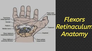 Flexors Retinaculum  Less Time Full Concept  Exam Oriented anatomy mbbs medico Upper Limb [upl. by Asusej441]