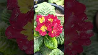 Primula vulgaris flower  Primrose  trending nature youtubeshorts [upl. by Latrell813]