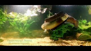 Best Channa punctata Fish Fight  Angry Moment of Spotted Snakehead [upl. by Allison]