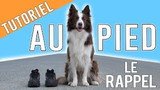 Apprendre Le RAPPEL au PIED à son chien [upl. by Bolitho747]