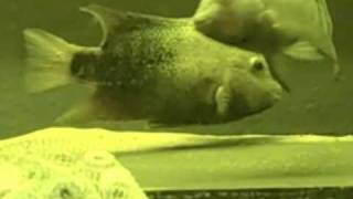 Texas Cichlid Breeding [upl. by Larissa]