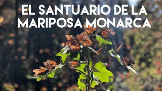 El fascinante Santuario de las Mariposas Monarcas  El Rosario Michoacán México [upl. by Theo]