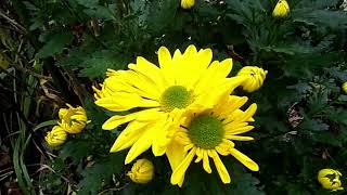 31 10 2024 Bye Bye Oktober💞🙋 ♀️🍁🍂🌿 Chrysanthemen bringen Farbe in den HerbstGarten [upl. by Fedirko532]