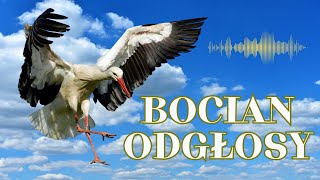 Bocian  Odgłosy Klekot Bociana [upl. by Ecnal]