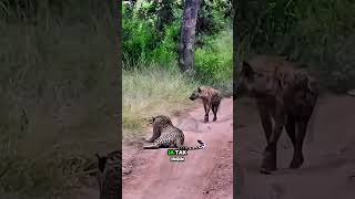 Ketika hyena kena mental oleh leopard savana animals hyena leopard [upl. by Ellehsram]