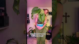 Philodendron Sp Colombia Plant Care houseplants plants [upl. by Sibell]