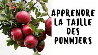 Apprendre la taille des pommiers la taille de formation des pommiers [upl. by Legnaesoj]