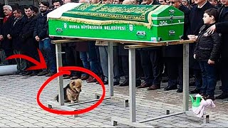 Il CANE è andato ai FUNERALI del padrone Ciò che è successo dopo ha stupito tutti [upl. by Eleni]