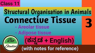 Class 11  Structural Organisation in Animals  03  Areolar and Adipose Connective Tissue [upl. by Eizzik]