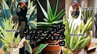 How to propagate agave snake or alovera pups  babies plants Grow these plants in rainy season [upl. by Spillar491]