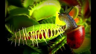 30 for Venus flytrap  Venusfliegenfalle [upl. by Daraj890]