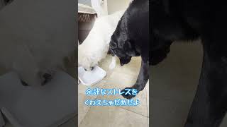 ラブとボリス107「日常の食事」 黒ラブ dog ゴールデンレトリバー 大型犬 保護犬 愛犬 [upl. by Etnaik]