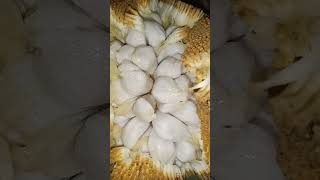 Amazing Marang Fruit  Artocarpus Odoratissima  Smelly but Yummy philipine fruit shorts marang [upl. by Nnayllas]