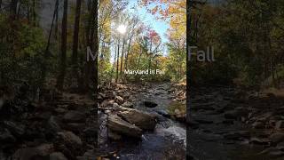 Beautiful colors and sounds of Fall in Catoctin Mountain Park nature hiking shorts [upl. by Noedig938]