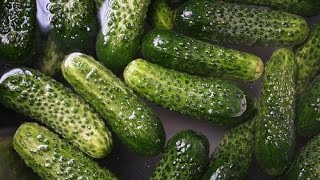 HOW TO PICK PICKLE AND EAT YOUR GHERKINS CUCUMBERS OR CUCAMELONS IN 24 HOURS [upl. by Selrhc632]