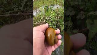 How easy to catch beautiful big apple snail in the flooding fields at village anime snail nature [upl. by Winola]