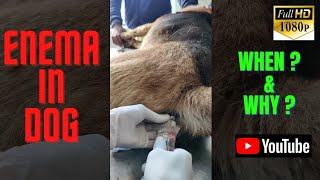 Enema  Proctoclysis in Dog for Constipation enema dog constipation proctoclysis veterinary [upl. by Leong]